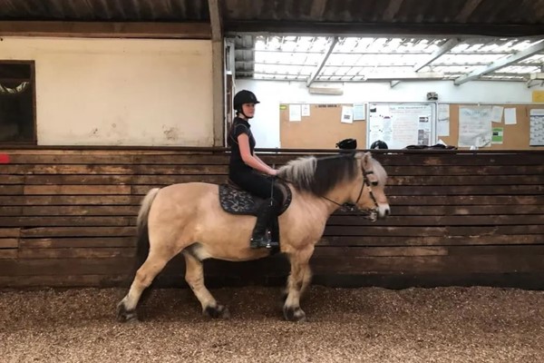 Hest2 Udskift